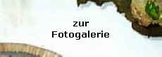 Fotogalerie